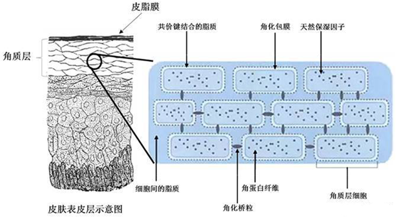 1.1 皮脂膜